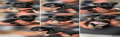 Green collar 