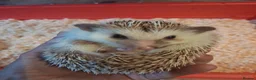 Pygmy Hedgehog rodents for sale: 2 male african pigmy hedgehogs  - Advert 5