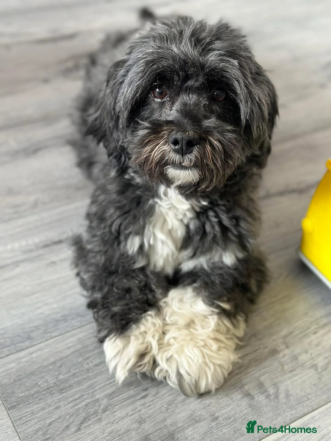 Lhasa Apso dogs for sale: Lhasa Apso Winnie needs a new forever home - Advert 3