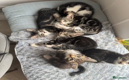Mixed Breed cats for sale: Stunning tabby kittens  - Image 7