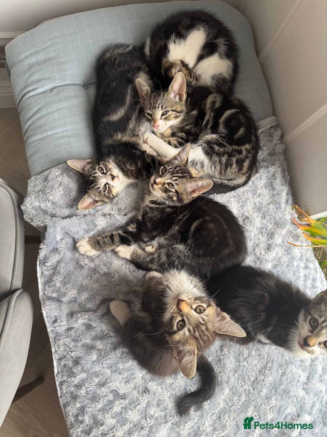 Mixed Breed cats for sale: Stunning tabby kittens  - Image 7