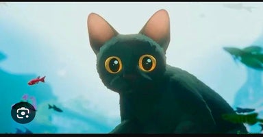 Mixed Breed cats - Advert 4