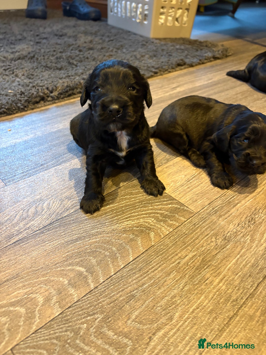 Cocker Spaniel dogs for sale: Beautiful show/working cocker spaniels 🐶🐾 - Advert 7