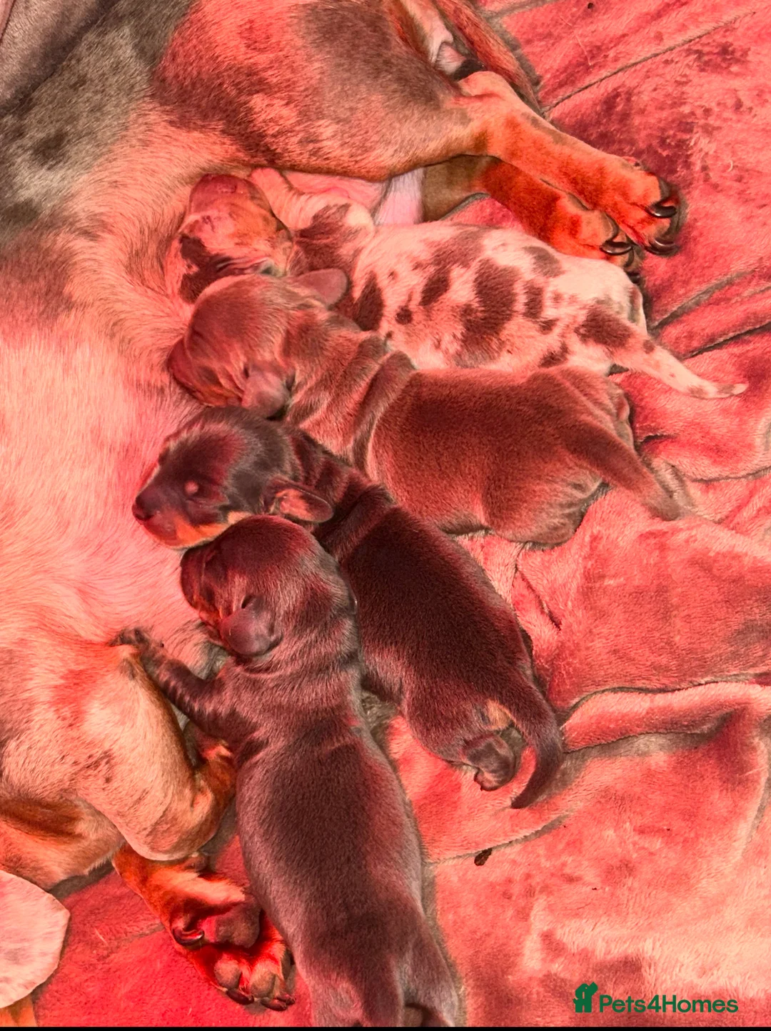 Miniature Dachshund dogs for stud: 🐾HUGO THE BOSS (KC REG & PRA CLEAR) PROVEN STUD🐾 in Manchester - Advert 19