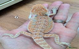 Bearded Dragon reptiles for sale: Baby Bearded dragons. Witblits, genetic stripes - Image 14