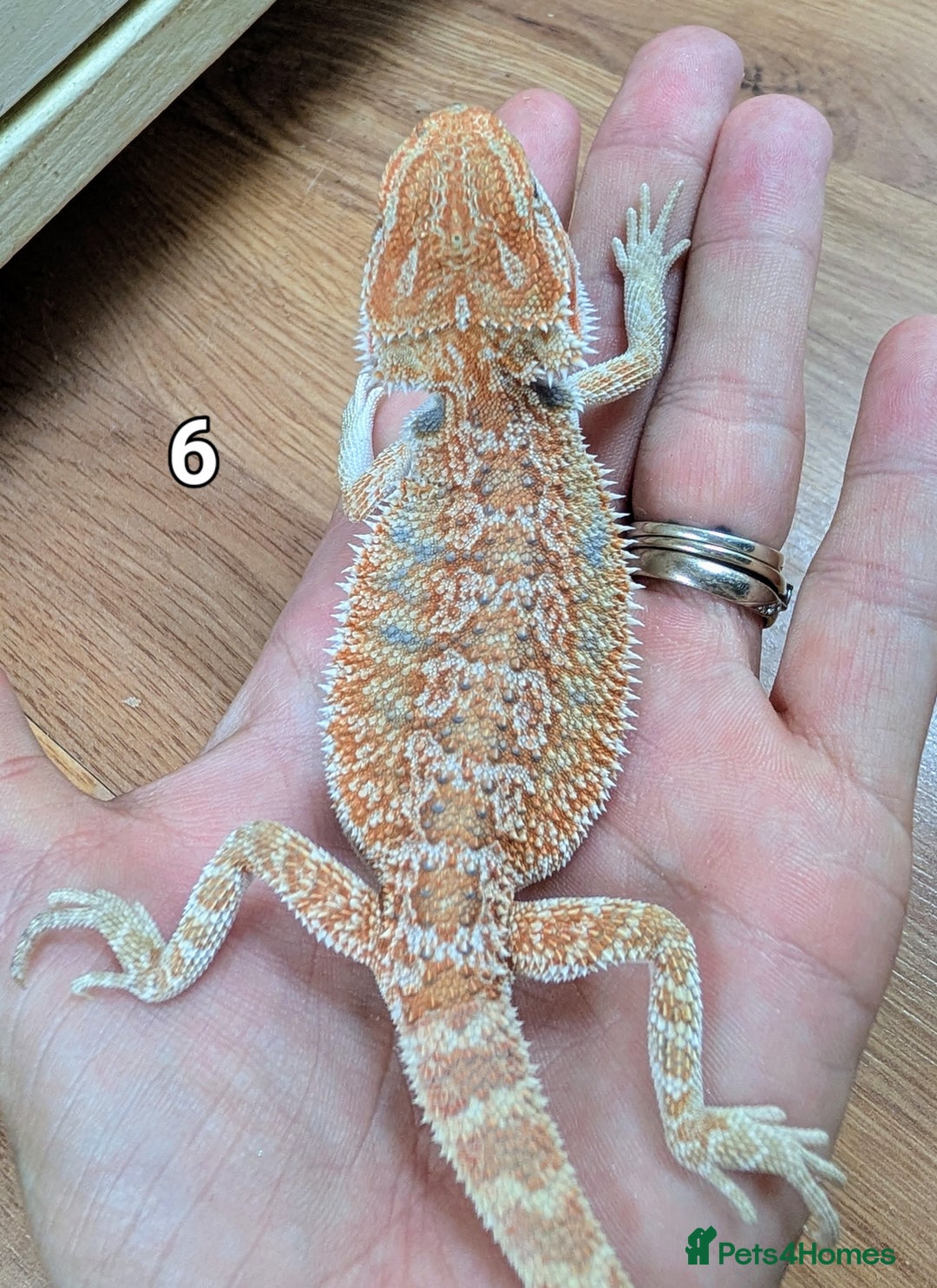 Bearded Dragon reptiles for sale: Baby Bearded dragons. Witblits, genetic stripes - Image 14