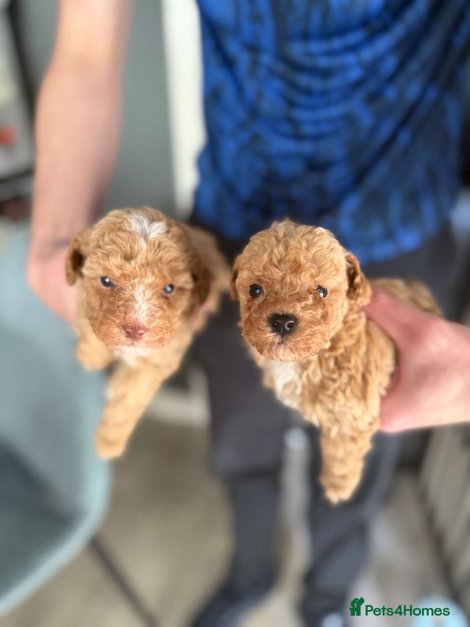 Poochon dogs Gorgeous poochons for sale  - Advert 5