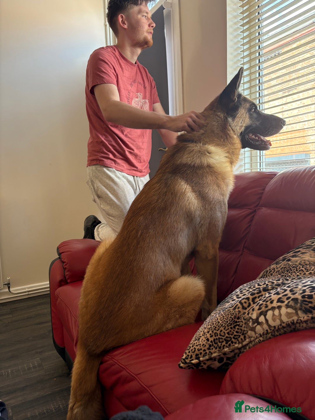 Mixed Breed dogs for sale: German Shepard x Akita (Blitz) - Image 3