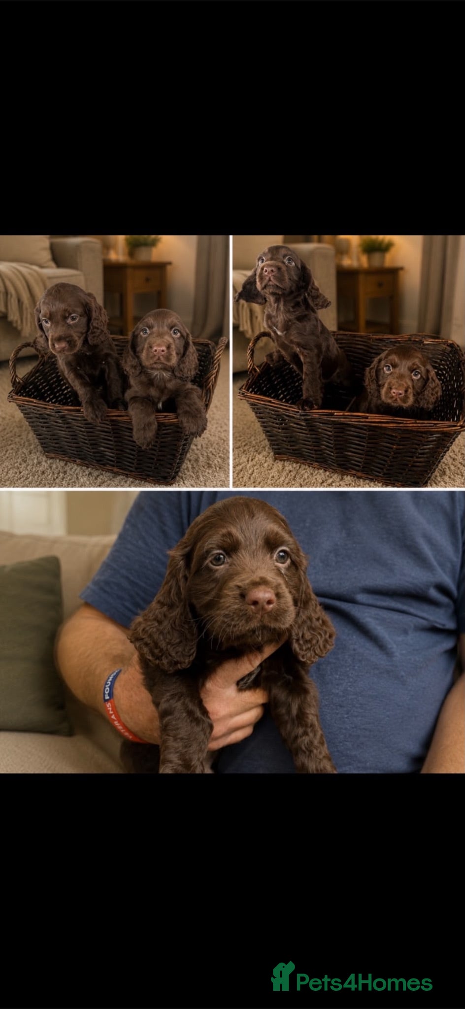 Cocker Spaniel dogs ** kc registered cocker Spaniel puppies** - Advert 1