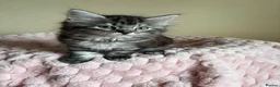 Mixed Breed cats for sale: British Short Hair Cross Ragdoll Kittens  in Selby - Advert 18
