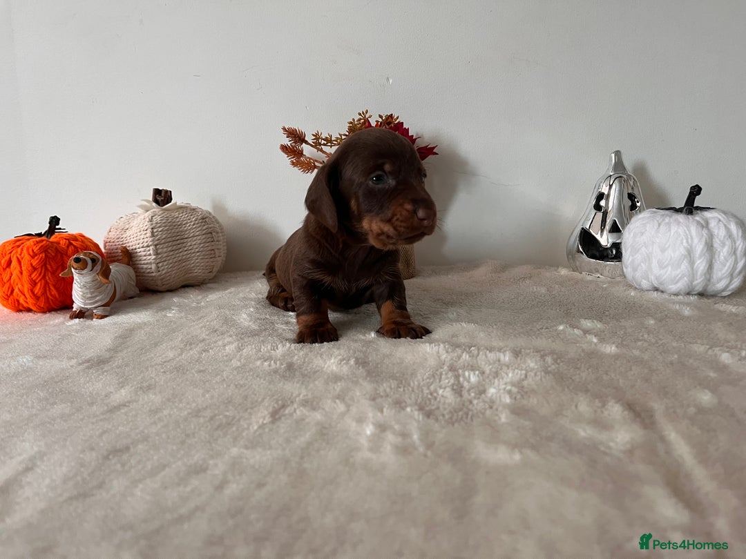 Dachshund dogs for sale: Beautiful Standard Dachshund Puppies  - Image 2