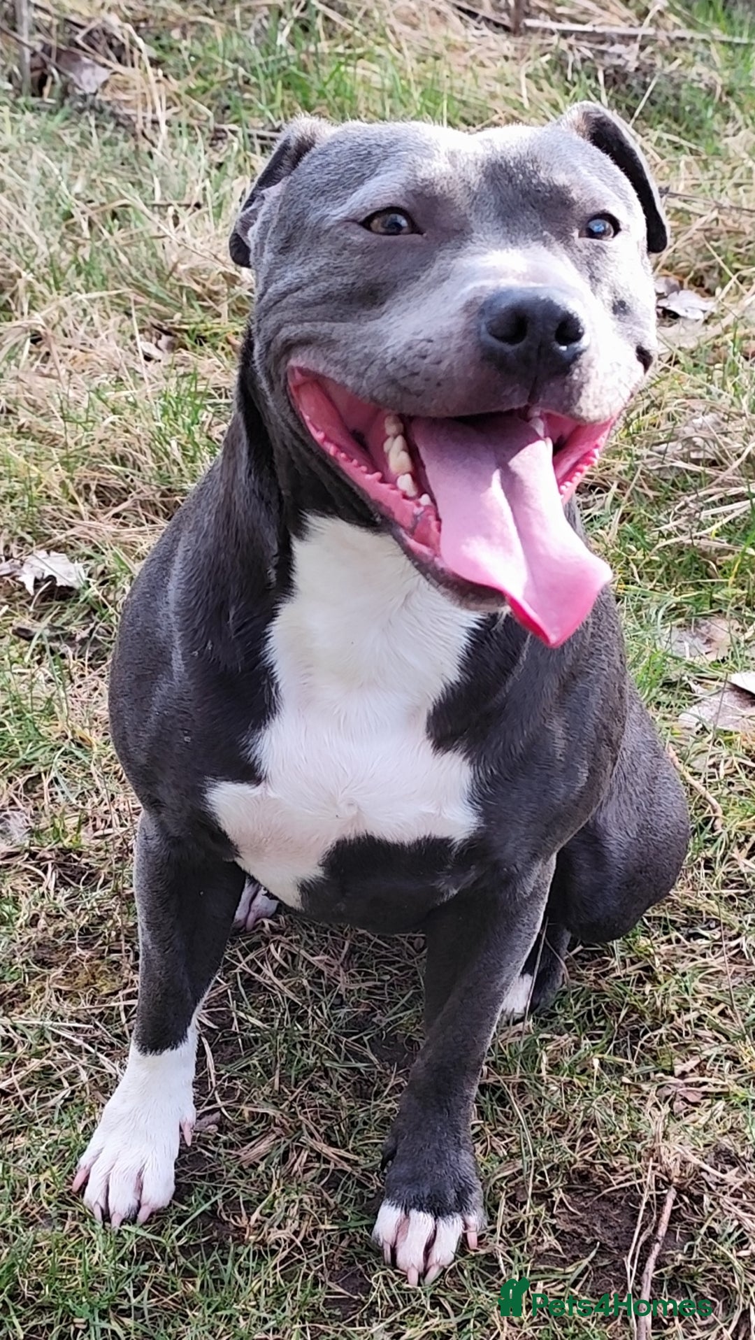 Staffordshire Bull Terrier dogs for sale: Staffordshire bull terrier puppies  - Advert 25