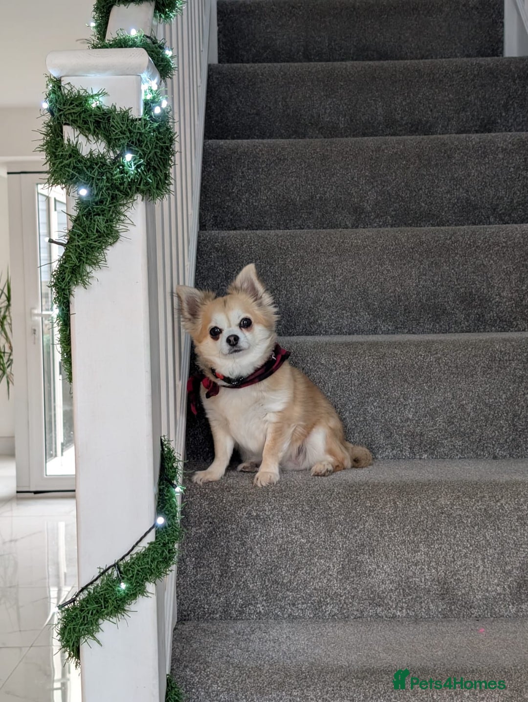 Chihuahua dogs for sale: Chihuahua puppies - Image 19