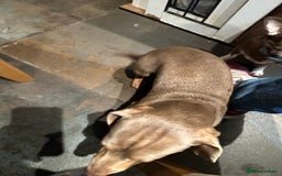 Miniature Dachshund dogs for sale: Isabella Pretty Boy - Advert 2