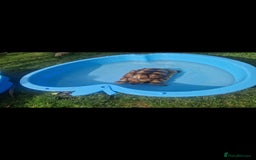 Tortoise reptiles for sale: Sulcata tortoise  - Image 3