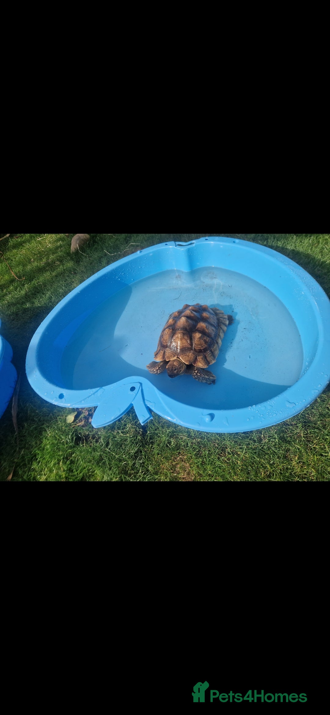 Tortoise reptiles for sale: Sulcata tortoise  - Image 3