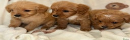 Cavapoo dogs for sale: Gorgous F1 Cavapoo puppies💙 - Advert 1