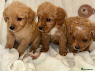 Cavapoo dogs Gorgous F1 Cavapoo puppies💙 - Advert 1