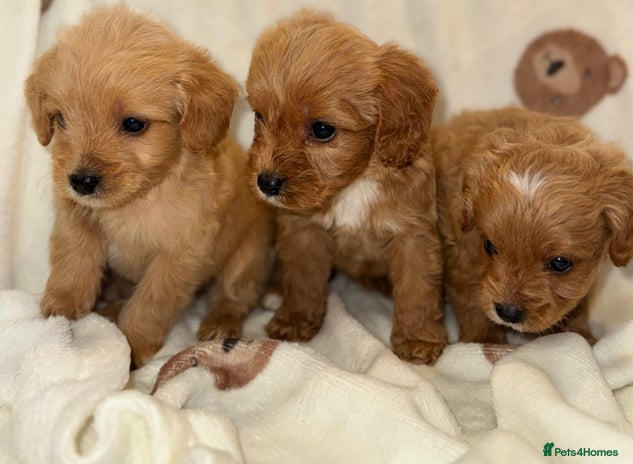Cavapoo dogs Gorgous F1 Cavapoo puppies💙 - Advert 3