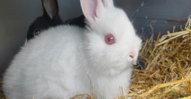Netherland Dwarf rabbits - Advert 16