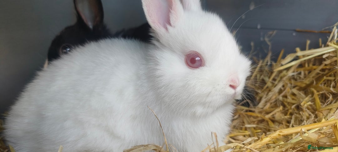 Netherland Dwarf rabbits for sale: Cute little netherland dwarf boys  - Image 2