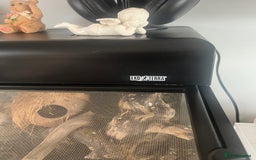 Gecko reptiles for sale: Created Geko’s with tank  - Image 8