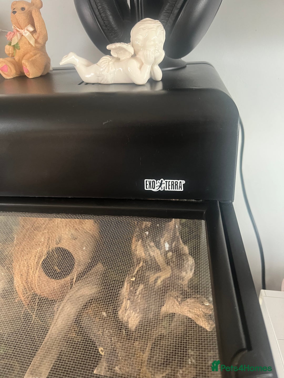 Gecko reptiles for sale: Created Geko’s with tank  - Image 8