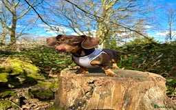 Miniature Dachshund dogs for sale: Miniature dachshund - Image 2