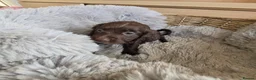 Cocker Spaniel dogs for sale: Working Type Cocker Spaniels - Advert 29