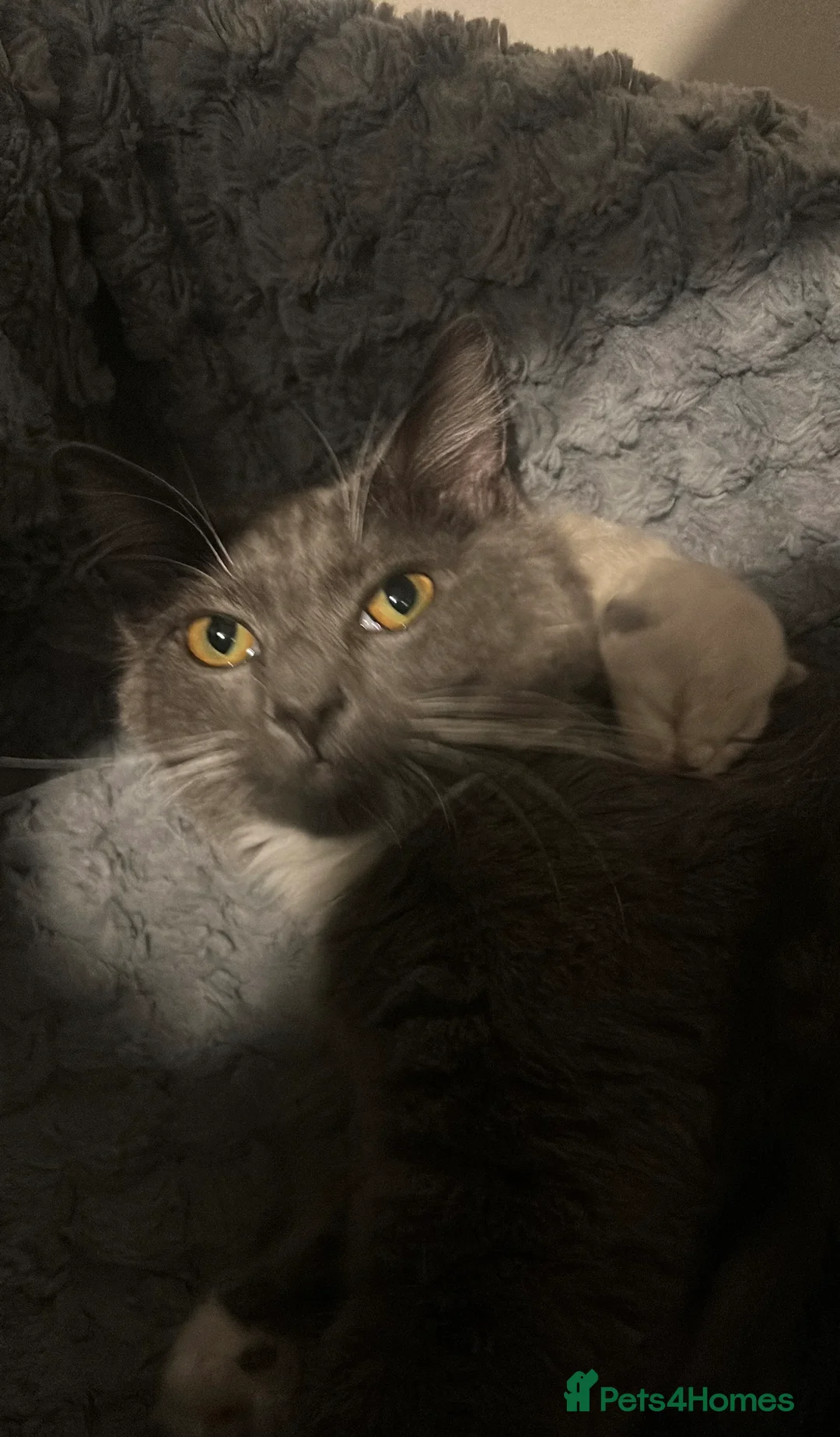 Persian cats for sale: Beautiful flat face  Persian x ragdoll kittens  in Glasgow - Advert 1