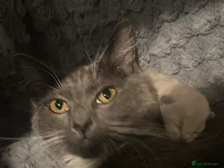 Persian cats Beautiful flat face Persian x ragdoll kittens - Advert 2