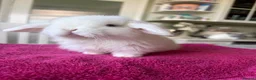 Mini Lop rabbits for sale: Pure Bred Mini Lops  - Advert 2