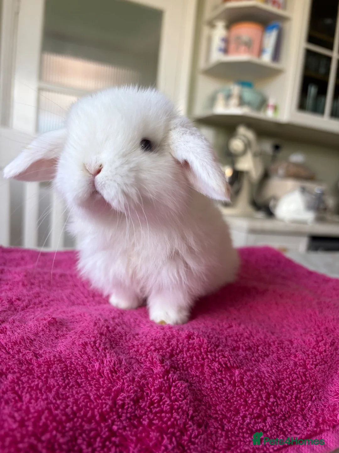 Mini Lop rabbits for sale: Pure Bred Mini Lops  - Advert 2