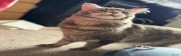 Maine Coon cats for stud: Proven XL Silver tabby Maine coon stud  in Atherstone - Advert 3