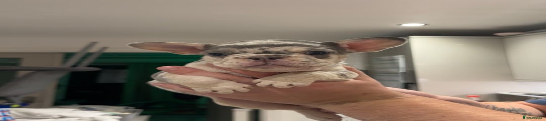 Cookie 