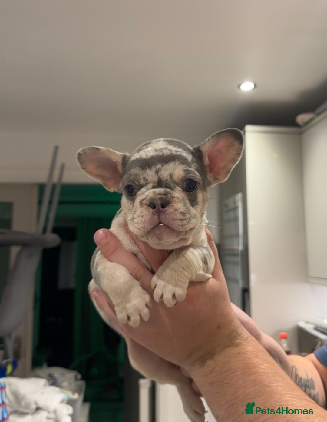 French Bulldog dogs for sale: 4 PUPPYS LEFT 🤍 French bulldog puppies 🤍 - Image 9