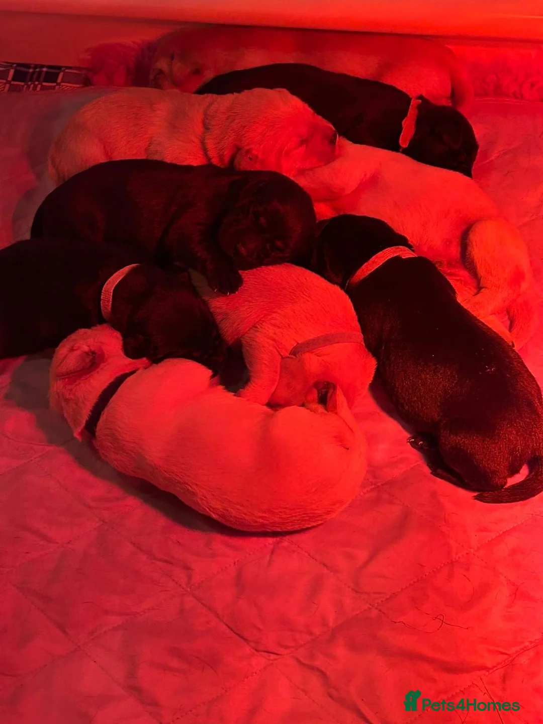 Labrador Retriever dogs for sale: KC Registered Labrador puppies  - Advert 4