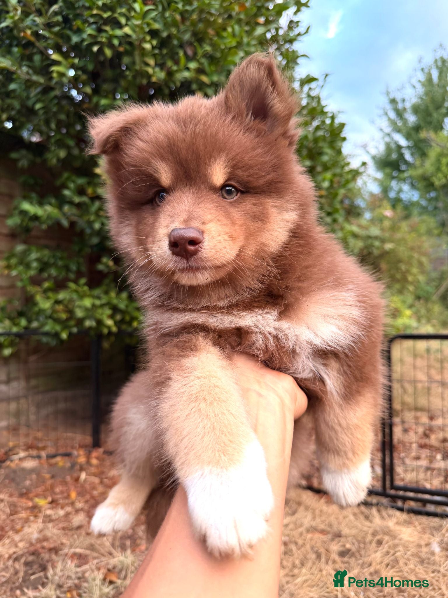 Pomsky dogs *Reduced Husky Marked 🇺🇸 Lines Health Tested F3s - Advert 1