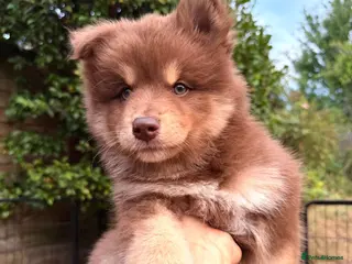 Pomsky dogs *Reduced Husky Marked 🇺🇸 Lines Health Tested F3s - Advert 18