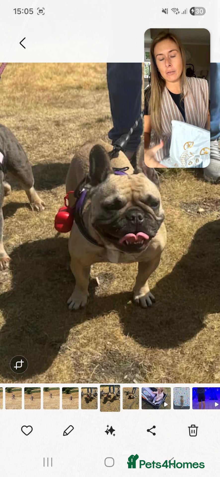 French Bulldog dogs Looking for her forever home  - Advert 1