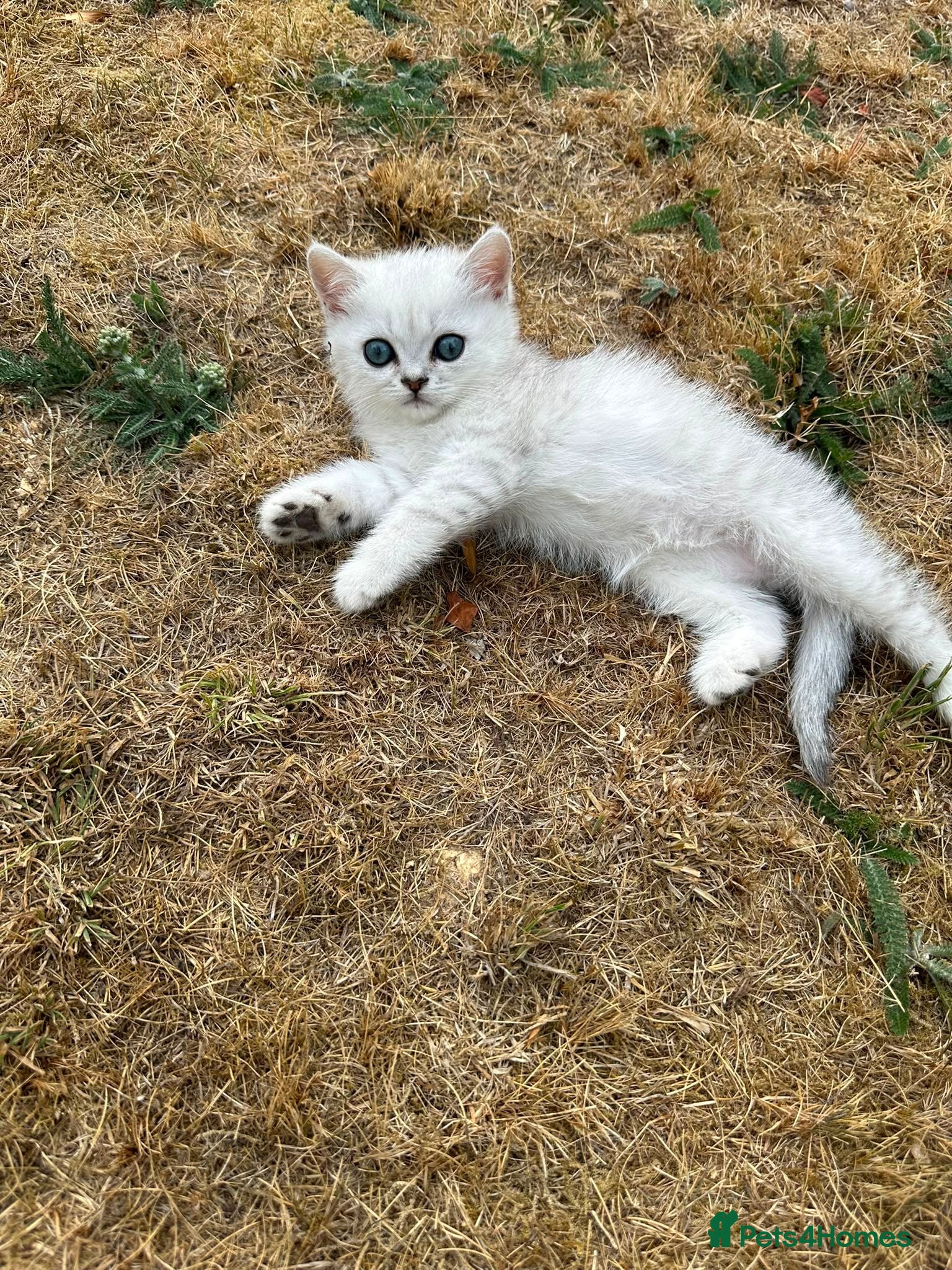 British Shorthair cats  Gorgeous British Shorthair Silver Shaded Kittens  - Advert 1