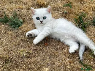 British Shorthair cats Gorgeous British Shorthair Silver Shaded Kittens - Advert 1