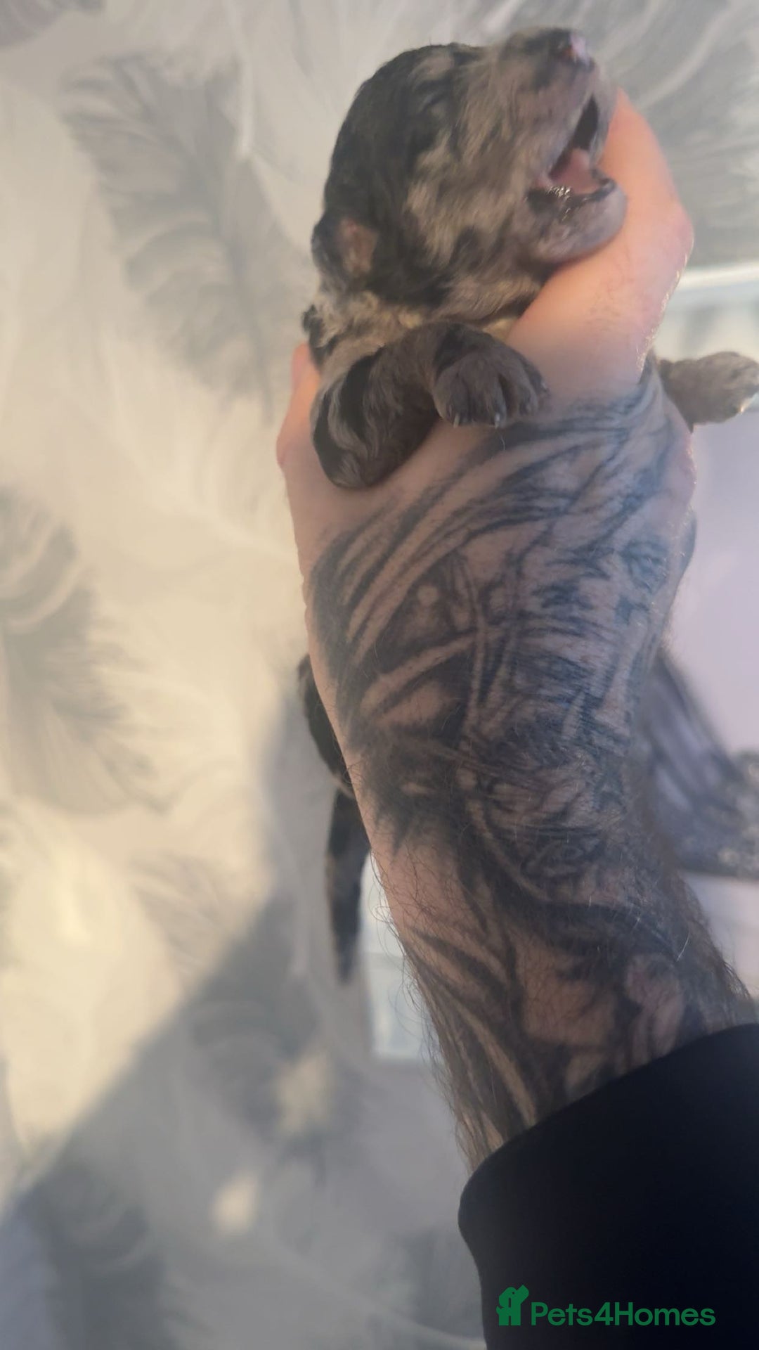 Cockapoo dogs for sale: Stunning F1b Merle cockapoos  - Advert 10