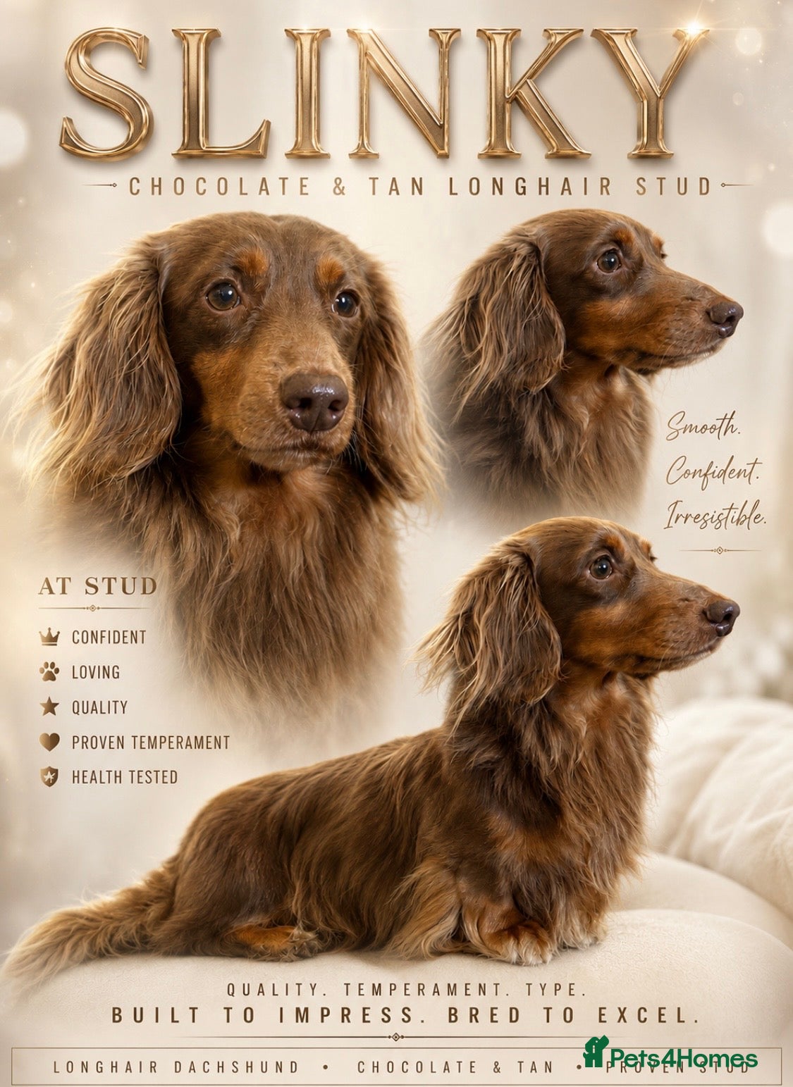 Miniature Dachshund dogs SLINKY (stud) please read below - Advert 1