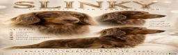 Miniature Dachshund dogs for stud: SLINKY (stud) please read below - Advert 1