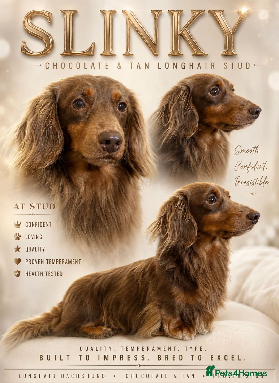 Miniature Dachshund dogs for stud: SLINKY (stud) please read below - Advert 1