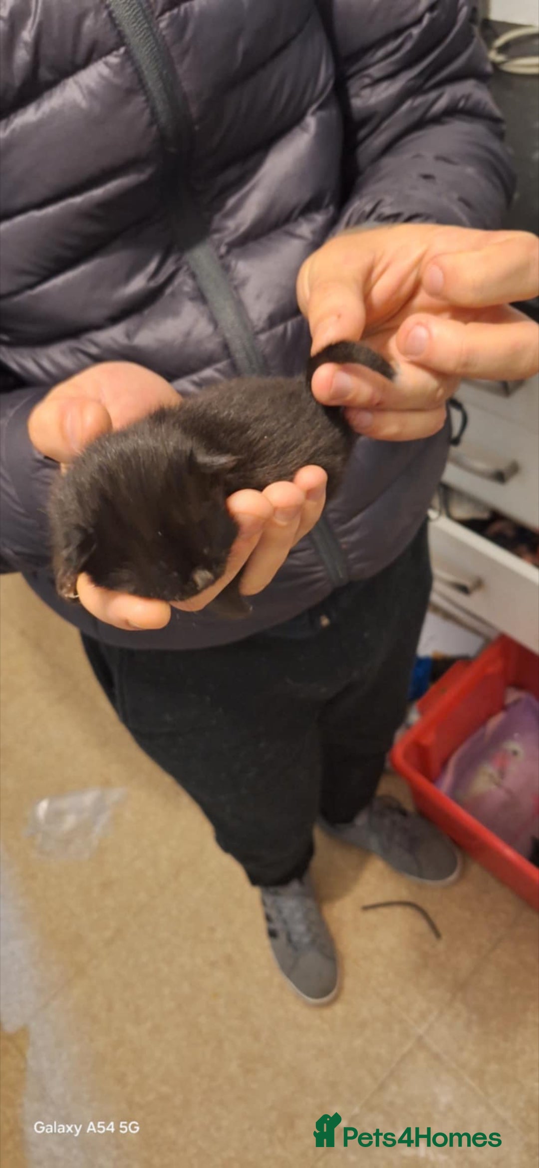 Domestic Shorthair cats Kittens  - Advert 4