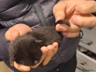 Domestic Shorthair cats Kittens - Advert 4