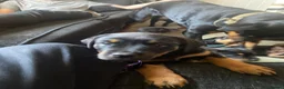 Rottweiler dogs for sale: Germany and America Rottweiler mix - Advert 5