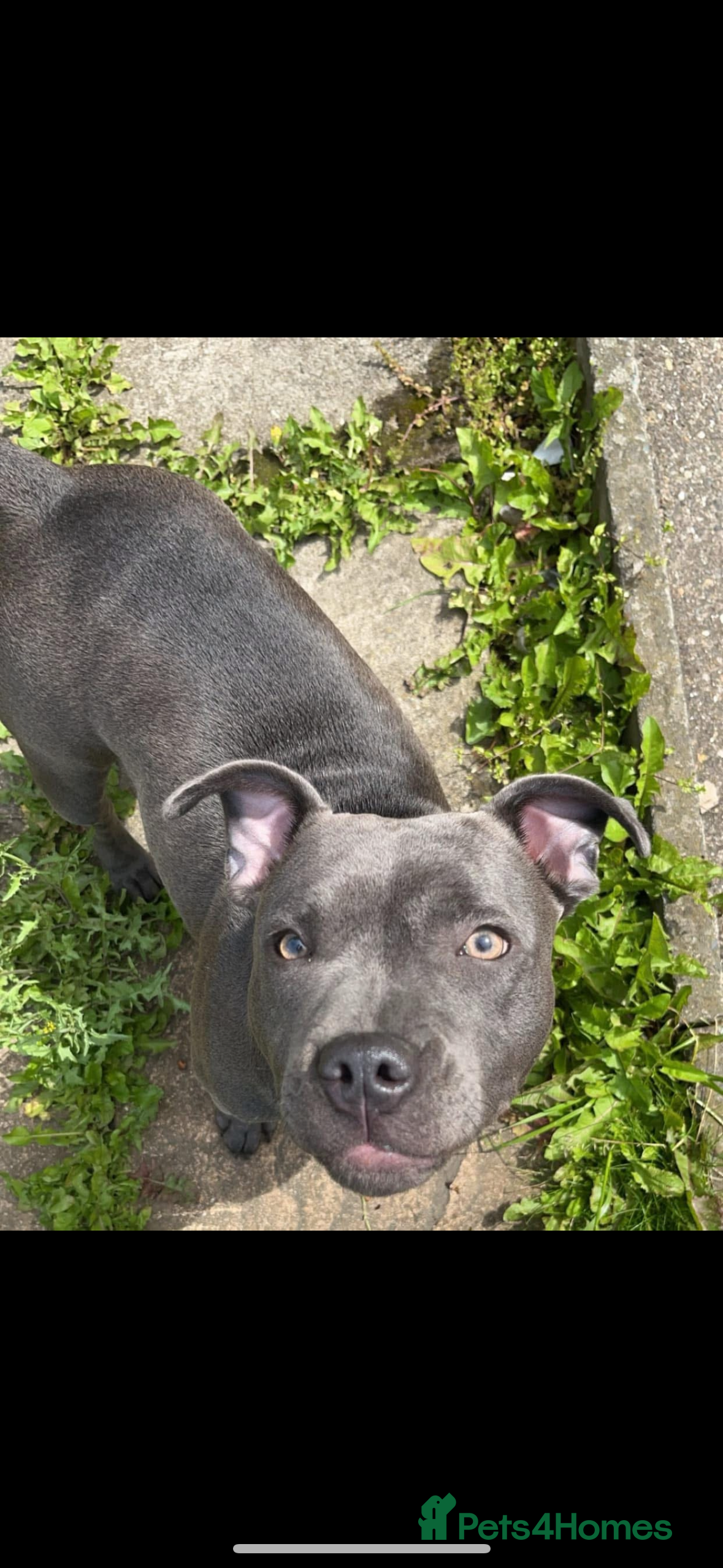 Staffordshire Bull Terrier dogs Novah  - Advert 1